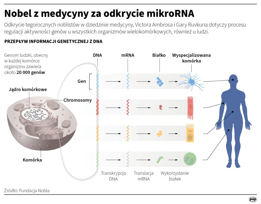 Infografika PAP