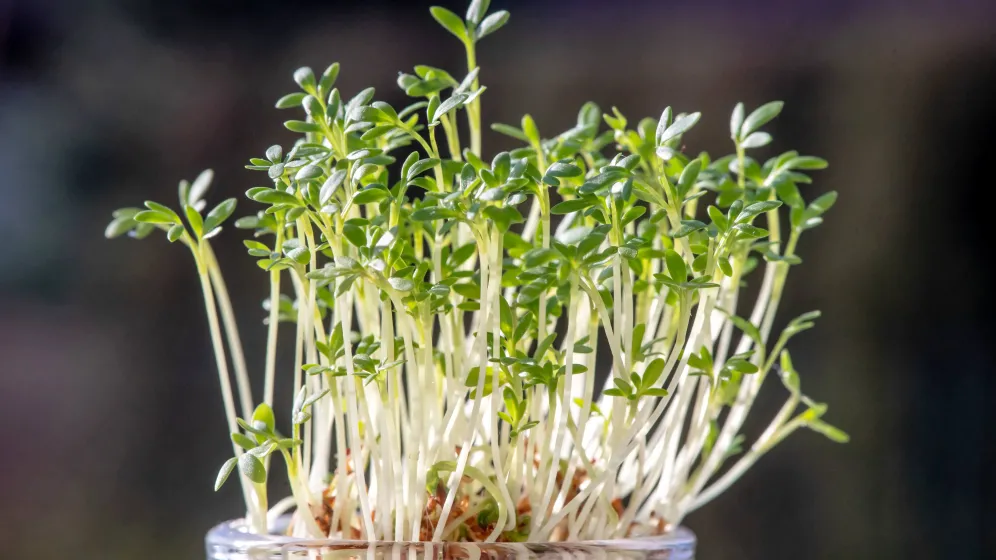 PAP/Tytus Żmijewski