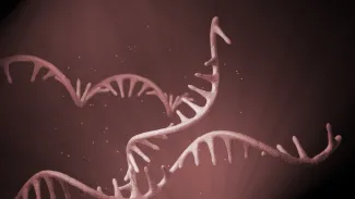 Adobe Stock/scienceDISPLAY