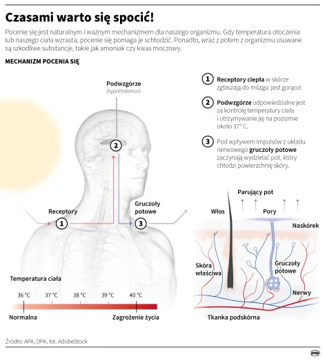 Infografika PAP
